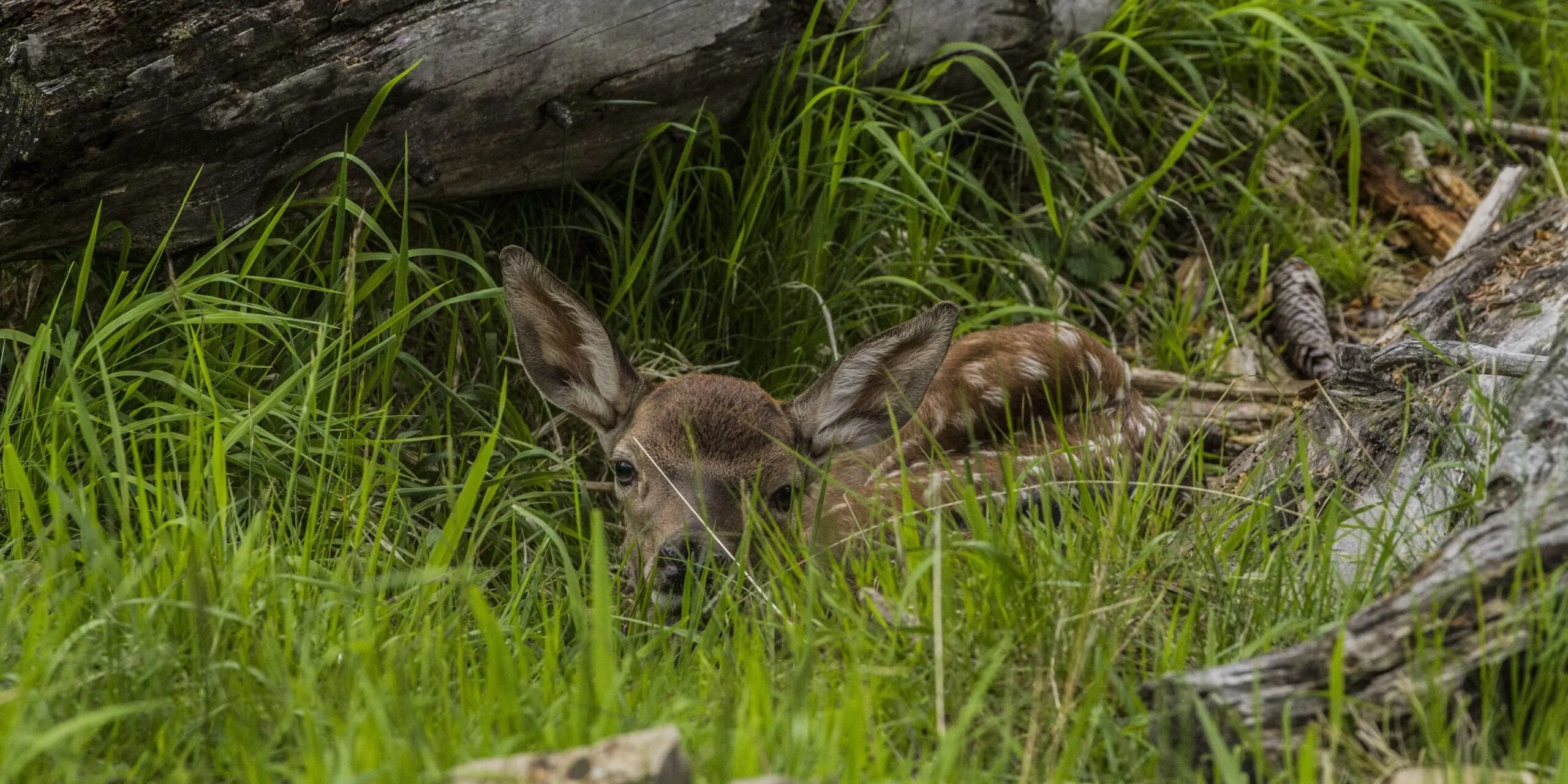 Bambi
